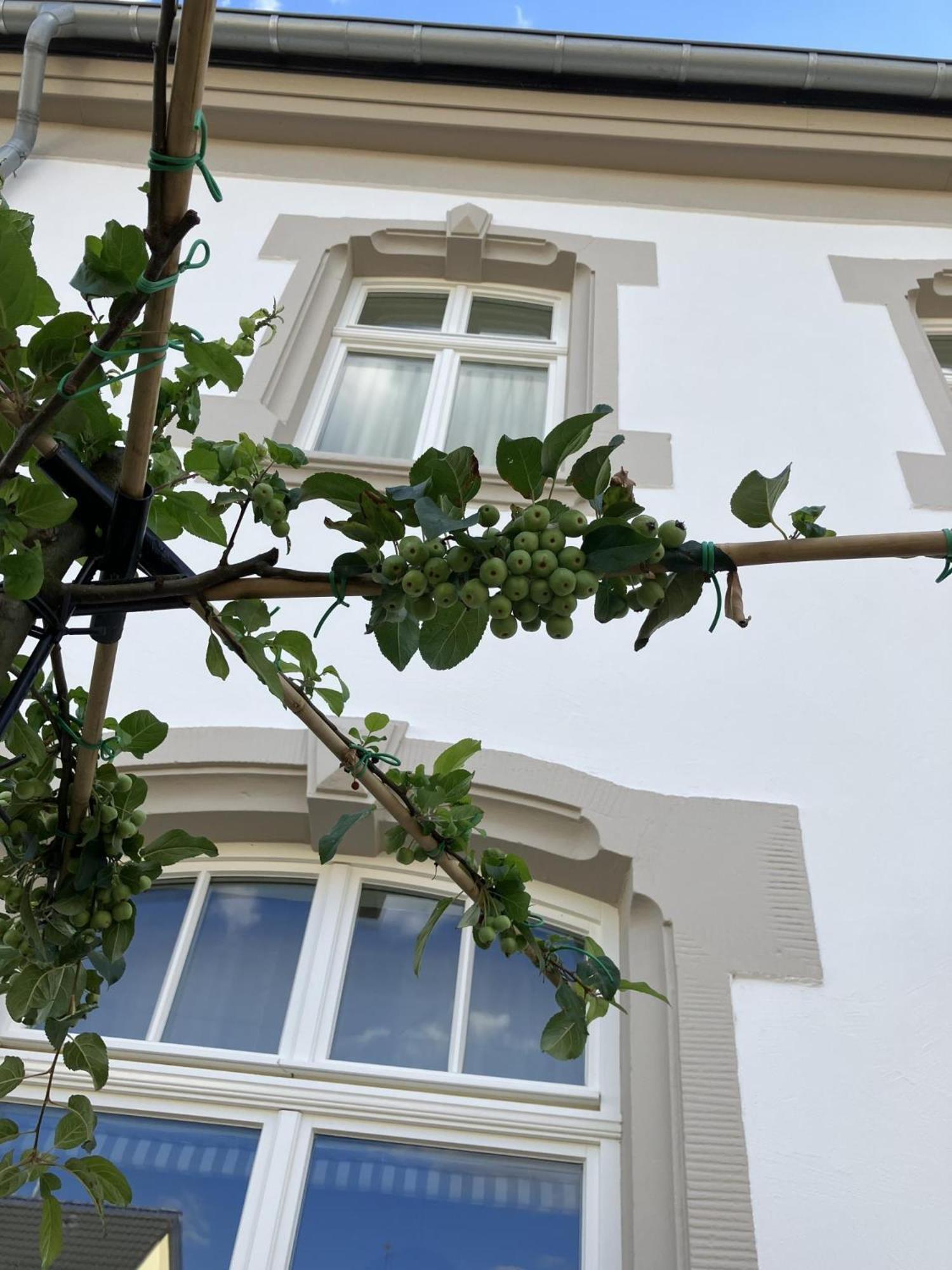 Gaestehaus Cantzheim Kanzem Exterior photo